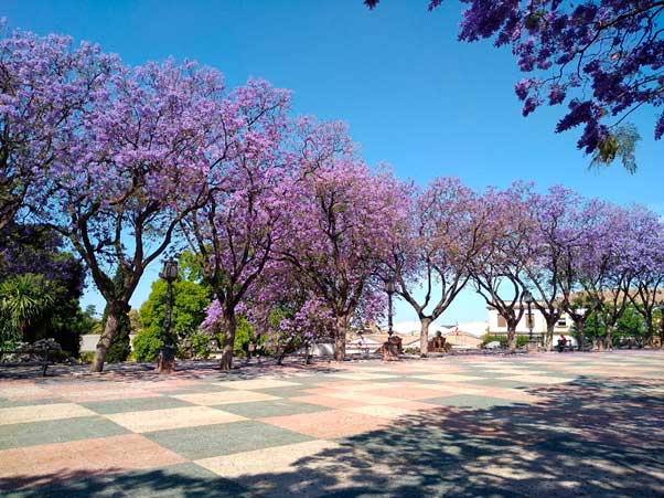 Jacarandas en flor en Jerez