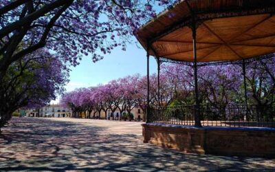 Jacarandas en flor en Jerez