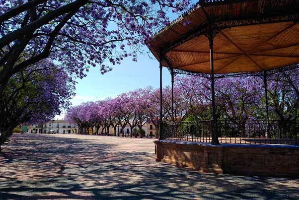 Jacarandas en flor en Jerez